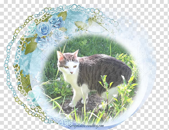 American Shorthair Aegean cat European shorthair Whiskers Tabby cat, kitten transparent background PNG clipart