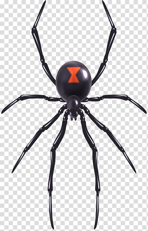 black spider, Spider web Southern black widow Illustration, Toys Spider transparent background PNG clipart