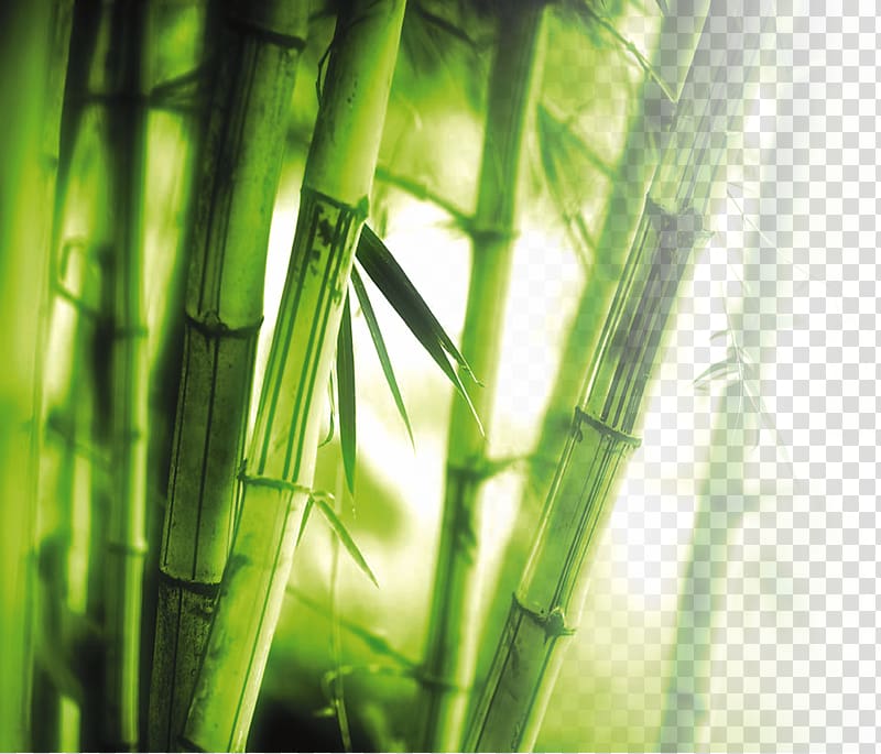 green bamboo grass, Bamboo Wall 1080p High-definition television , bamboo transparent background PNG clipart
