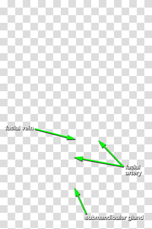Line Point Angle Brand, line transparent background PNG clipart thumbnail
