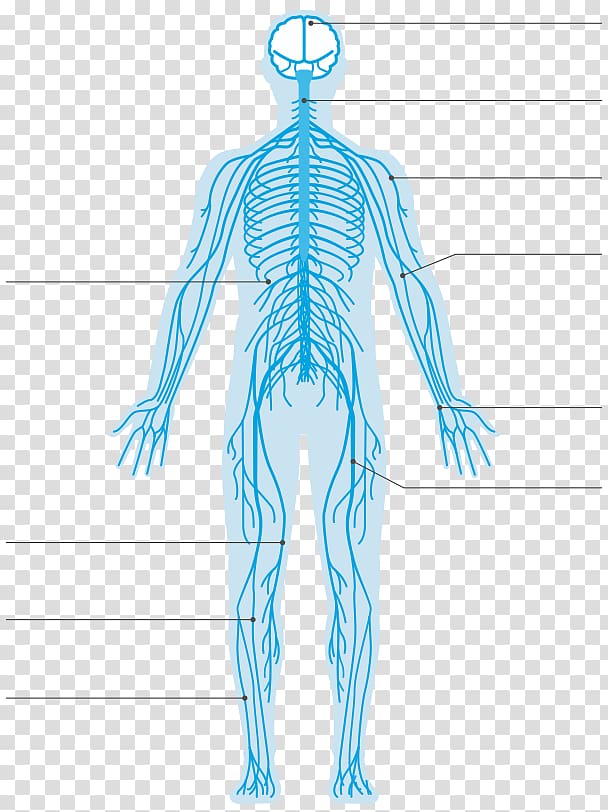 Central nervous system Ulnar nerve, System transparent background PNG clipart