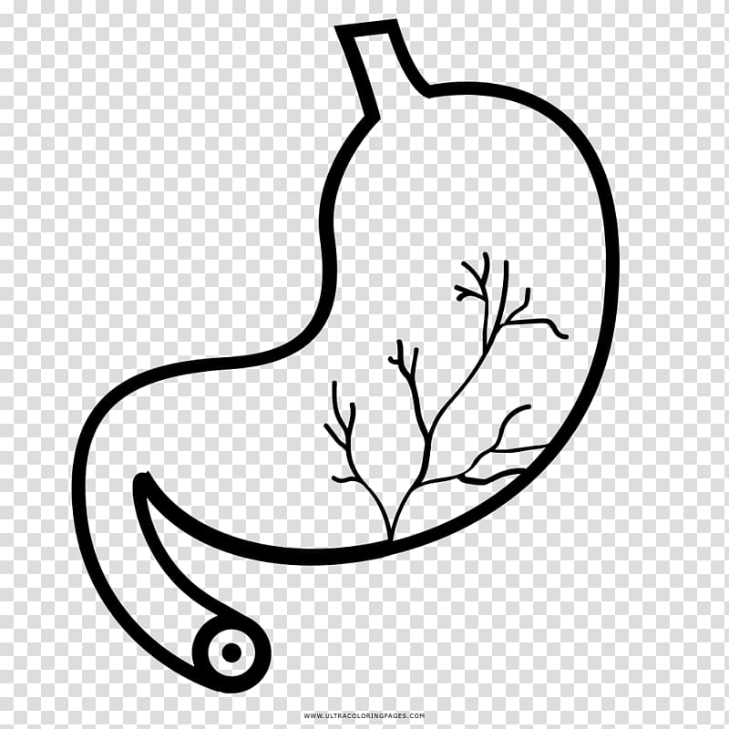 Stomach Coloring book Drawing Digestion Gastric acid, mago transparent background PNG clipart