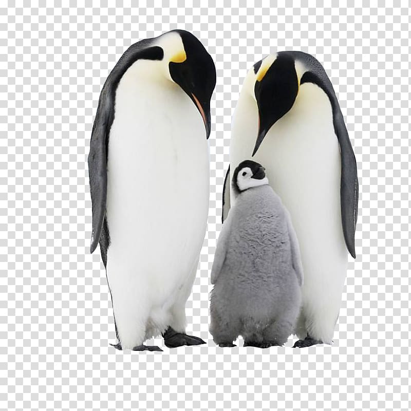 penguins, Chinstrap Penguin Antarctica Adxe9lie penguin, Cute penguin family transparent background PNG clipart