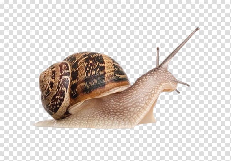 Giant African Snail Achatina achatina Gastropods Cornu aspersum, Snail transparent background PNG clipart
