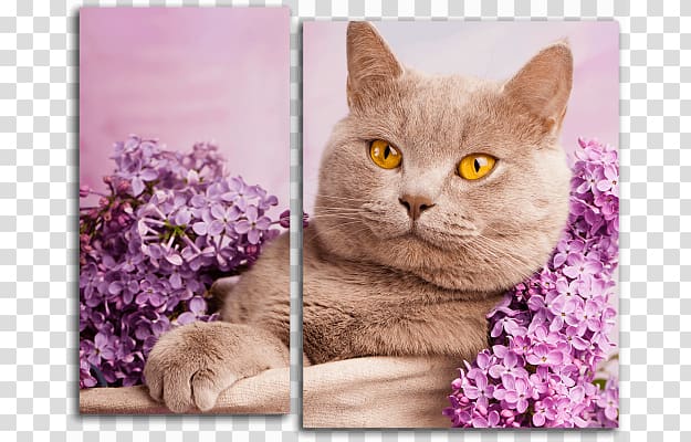 British Shorthair British Longhair Abyssinian Maine Coon Scottish Fold, kitten transparent background PNG clipart