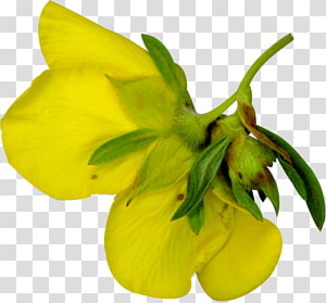 Petal Light , light transparent background PNG clipart thumbnail