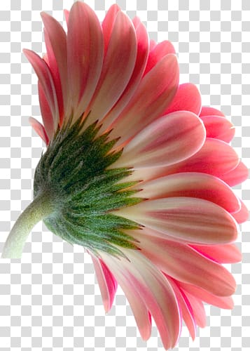 Transvaal daisy Flower , flower transparent background PNG clipart