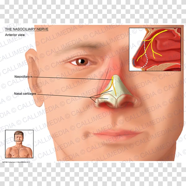 Nose Nasociliary nerve Ophthalmic nerve Anterior ethmoidal nerve, nose transparent background PNG clipart