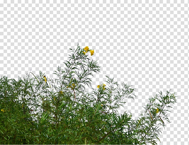 yellow flowers in bloom, Flower Tree , bushes transparent background PNG clipart