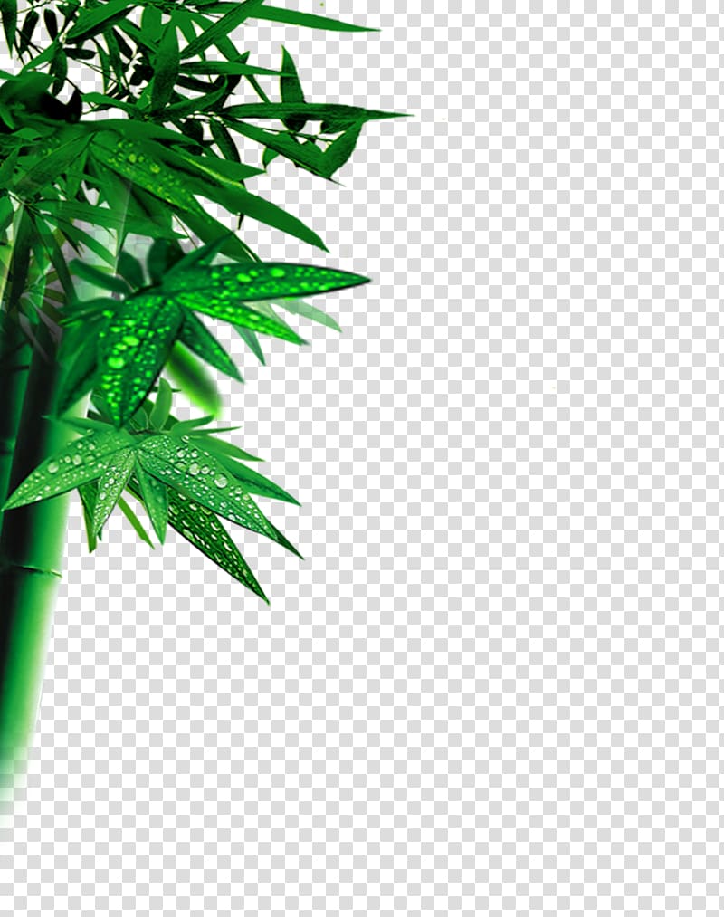 Bamboo Leaf Computer file, bamboo transparent background PNG clipart