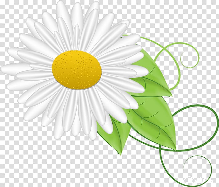 German chamomile Animation, camomile transparent background PNG clipart