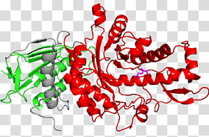 Line Point Organism , line transparent background PNG clipart thumbnail