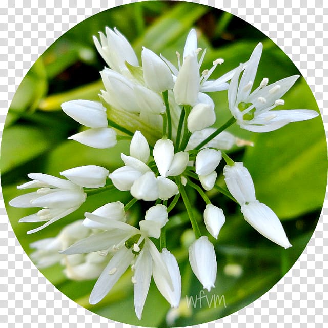 Ramsons, the atmosphere was strewn with flowers transparent background PNG clipart