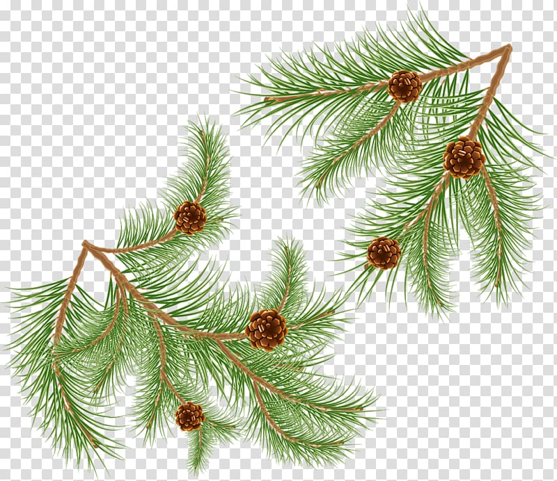 Spruce Conifer cone needle, Needle transparent background PNG clipart