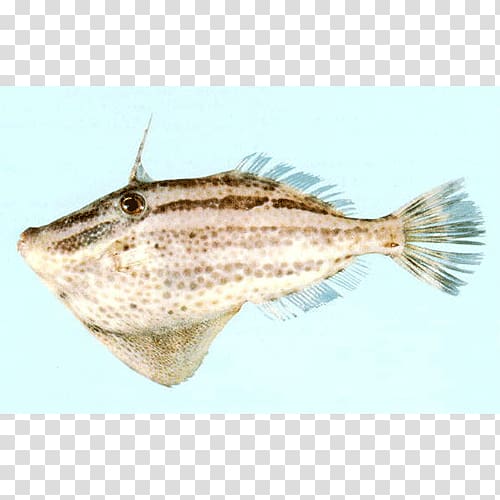 Flounder Sole Salted fish Perch, others transparent background PNG clipart
