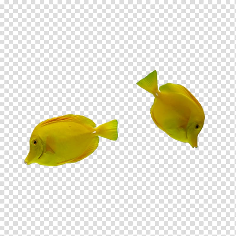 Tropical fish Yellow Google s, Yellow Fish transparent background PNG clipart