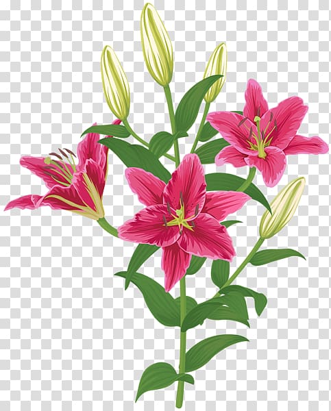 Lilium Petal Flower , flower transparent background PNG clipart