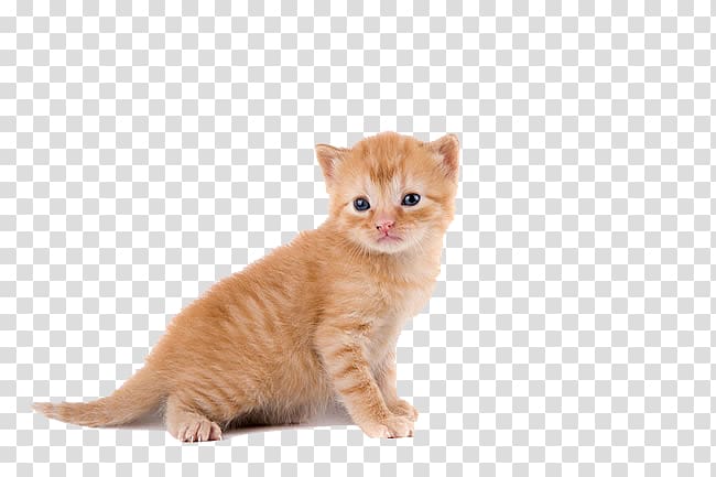 European shorthair American Wirehair Munchkin cat American Curl Persian cat, Meng pet kitten transparent background PNG clipart