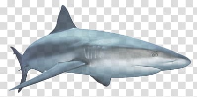 Sharks transparent background PNG clipart