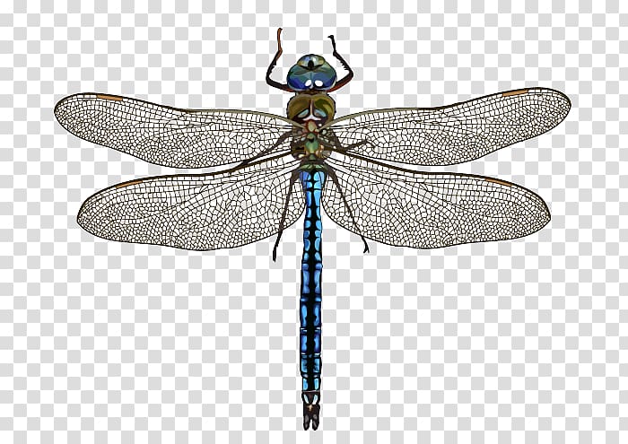 Dragonfly Hungarian Natural History Museum Emperor Az év rovara Insect, dragonfly transparent background PNG clipart