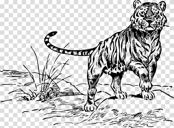 Cat Coloring book Lion Drawing , zoo playful transparent background PNG clipart