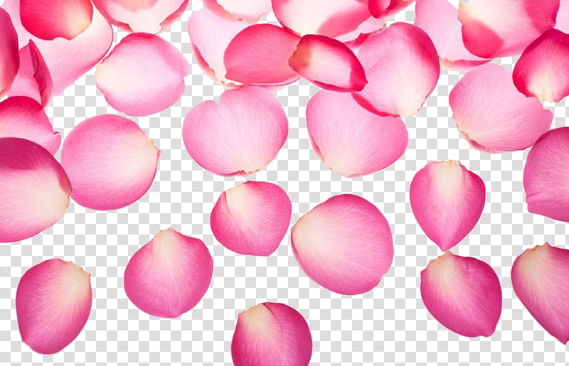 pink petals illustration, Pink Petal Symbol, Exquisite pink rose petals transparent background PNG clipart