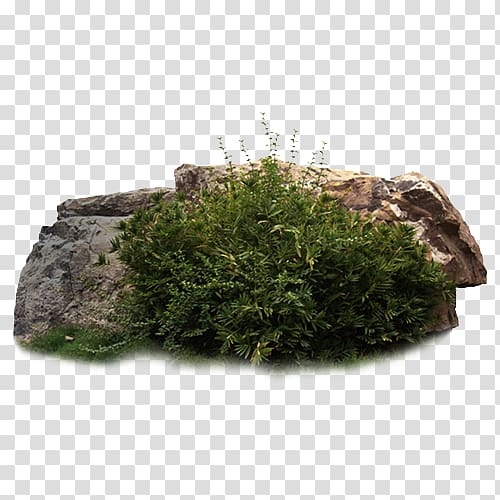 green leaf plant , Stone Forest Rock , Rock grass group transparent background PNG clipart