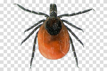 Deer tick Tick infestation Lone star tick American dog tick, insect transparent background PNG clipart