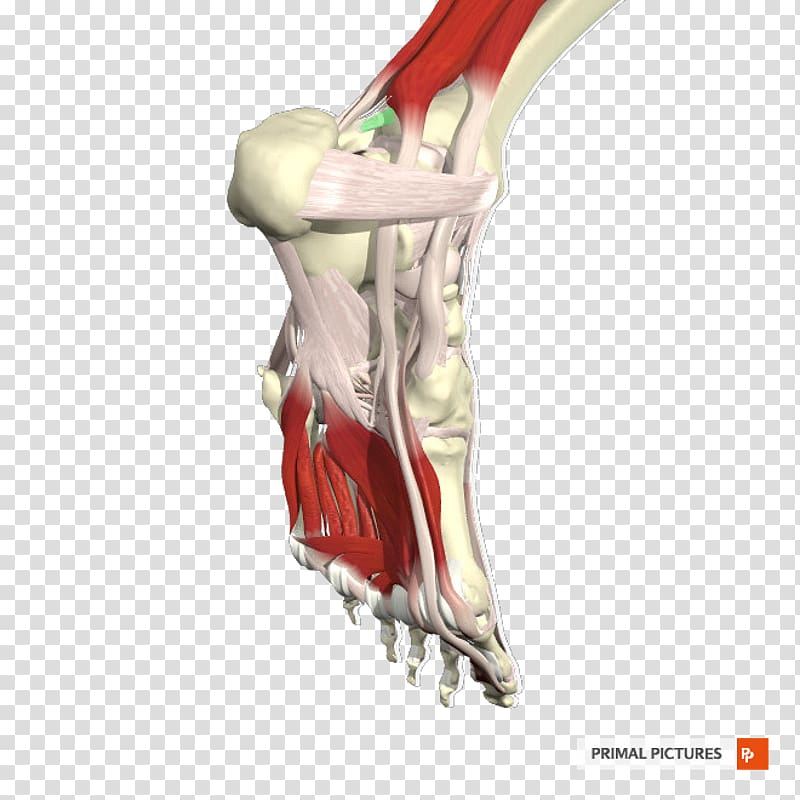 Joint Shoulder Arm Bone Jaw, ligament transparent background PNG clipart