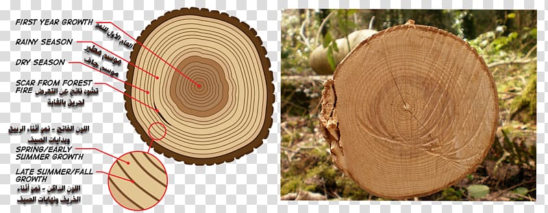 Wood Tree Science4All /m/083vt Al Mada, wood transparent background PNG clipart