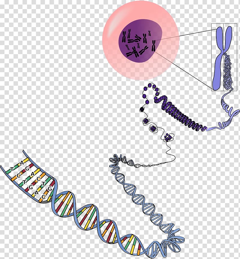 DNA strand illustration, DNA Chromosome RNA Genetics, DNA transparent background PNG clipart