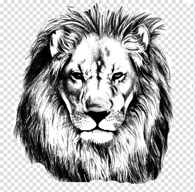 lion stencil , Lion Drawing Pencil Sketch, Lions Head transparent background PNG clipart