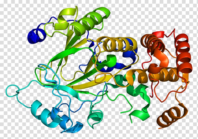 KDM2A Demethylase Protein Alpha-ketoglutarate-dependent hydroxylases Histone, transparent background PNG clipart