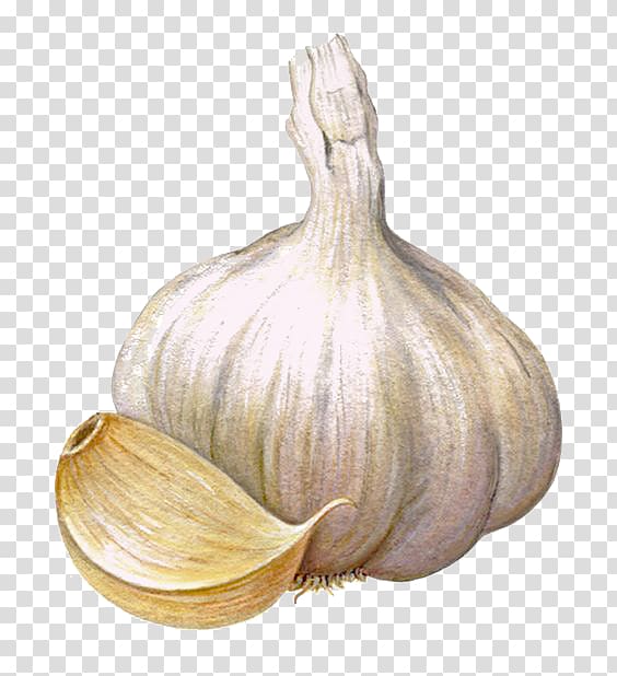 Elephant garlic Shallot Vegetable Illustration, Garlic deductible elements transparent background PNG clipart