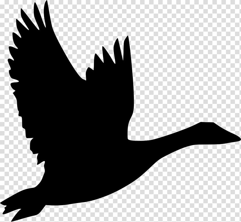 Bird Goose Flight Duck , goose transparent background PNG clipart