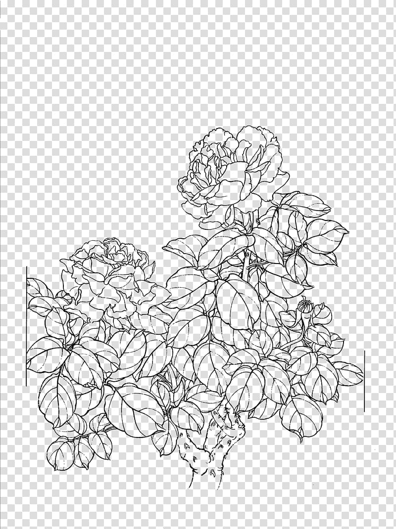 peony flower line drawing transparent background PNG clipart