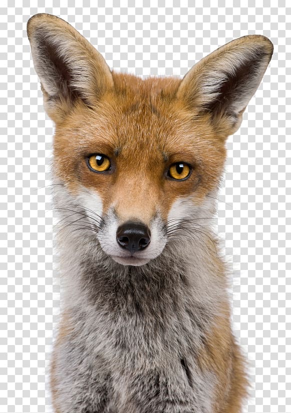 Red fox Kit fox Head shot , fox transparent background PNG clipart