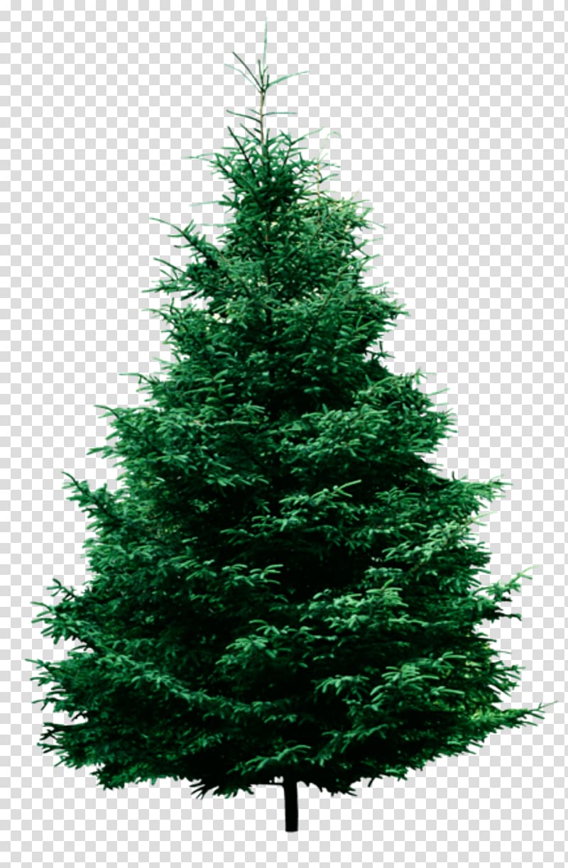 Fraser fir Pine Tree , christmas tree transparent background PNG clipart