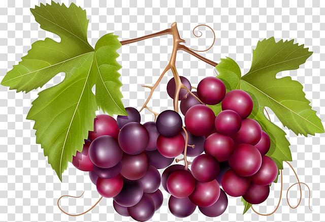 Common Grape Vine Wine California wild grape, wine transparent background PNG clipart