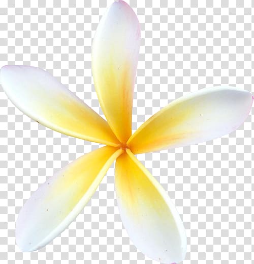 Frangipani Flower Petal , frangipani transparent background PNG clipart