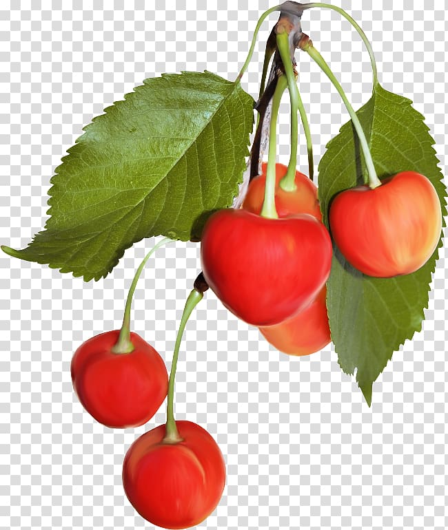 Cherry Cerasus Blog Malpighia glabra, cherry transparent background PNG clipart