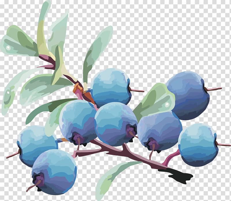 Bilberry Blueberry Fruit, lantern fruit blueberry fruit,blueberry transparent background PNG clipart