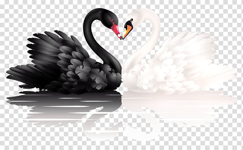 two black and white swans , Black swan , Black and white swan transparent background PNG clipart