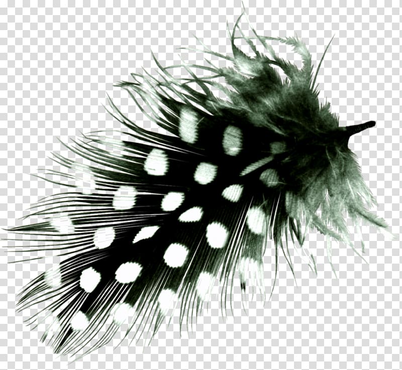 Feather Bird Hair, feather transparent background PNG clipart