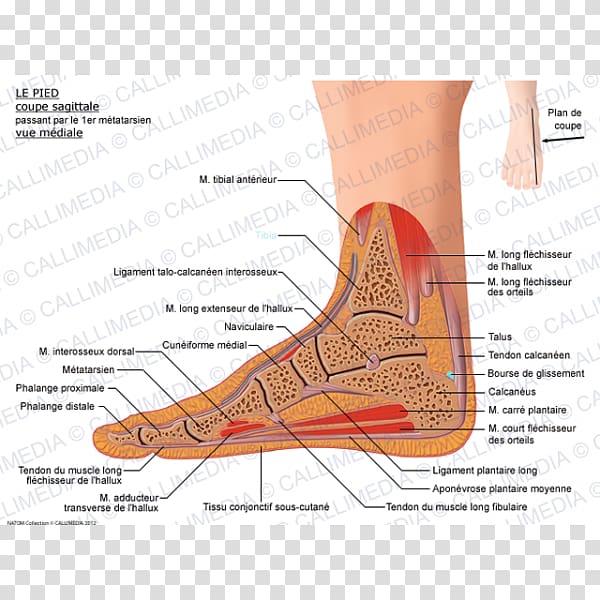 Foot Quadratus plantae muscle Human leg Anatomy, Calcaneus transparent background PNG clipart
