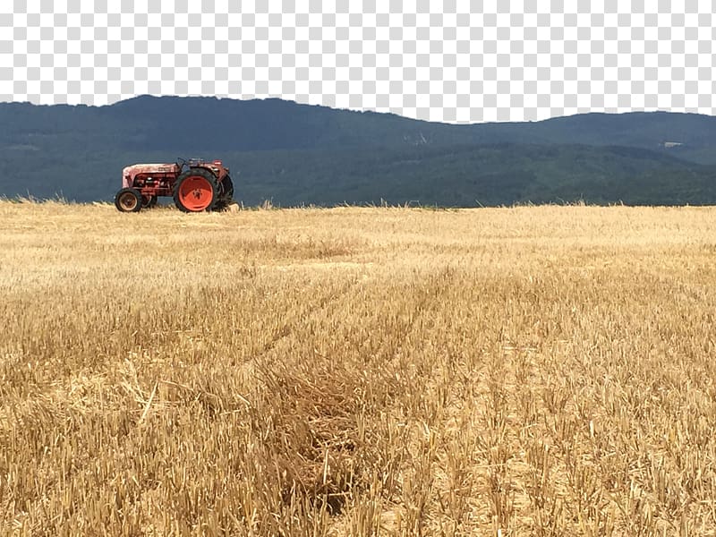 Wheat Field Harvest Grassland Crop, Wheat field transparent background PNG clipart