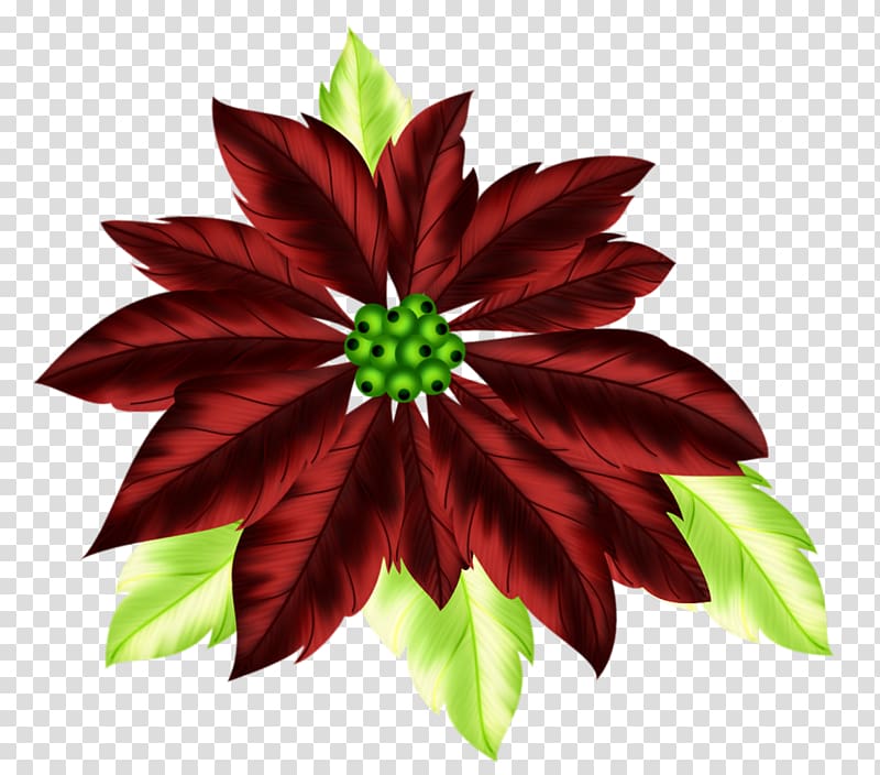 Christmas Poinsettia , Red Feather transparent background PNG clipart