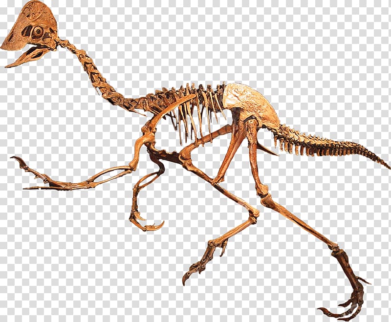 Anzu wyliei Rocky Mountain Dinosaur Resource Center Oviraptoridae Maniraptora, bones transparent background PNG clipart