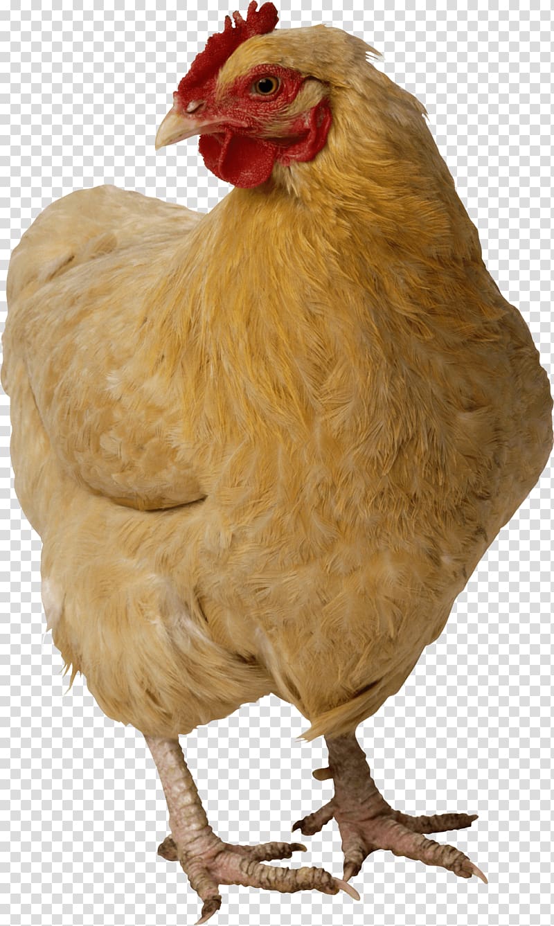 Chicken nugget Turkey, Chicken transparent background PNG clipart