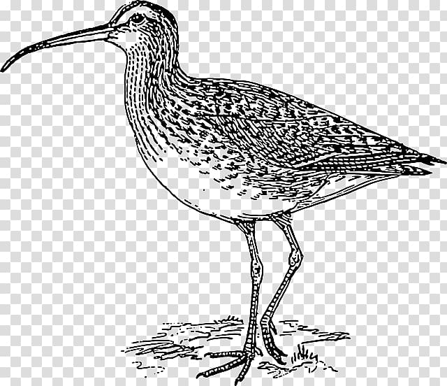 Eurasian curlew Long-billed curlew Far Eastern curlew Bird, bird transparent background PNG clipart